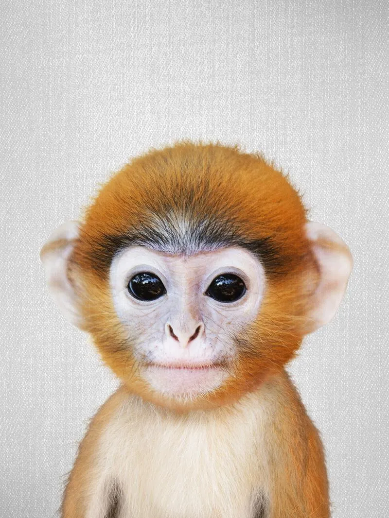 Ewolucja brzmienia Monkey