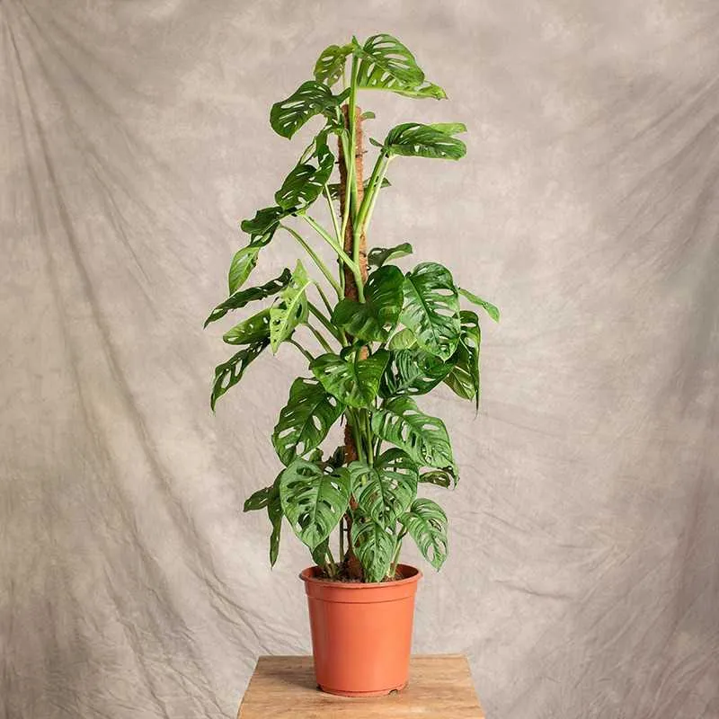 Historia sukcesu Monkey